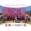 confetti cannons pink same day shipping